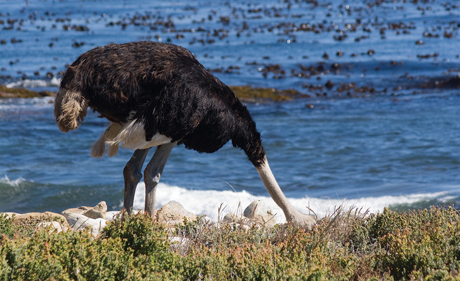 Are CSOs Operating Under the Ostrich Theory of Management?