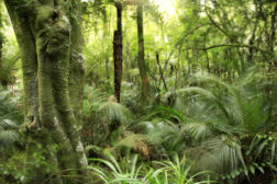 Business intelligence gathering is revolutionizing rainforest research.