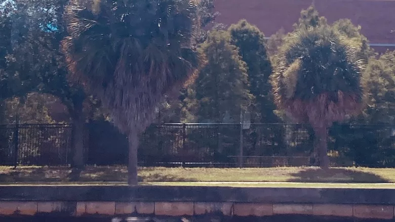 school building behind palm trees