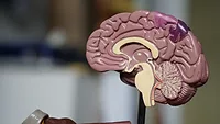 Model brain Model brain