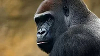 Gorilla Gorilla