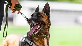 Security dog