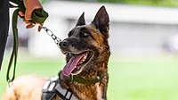Security dog
