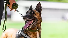 Security dog