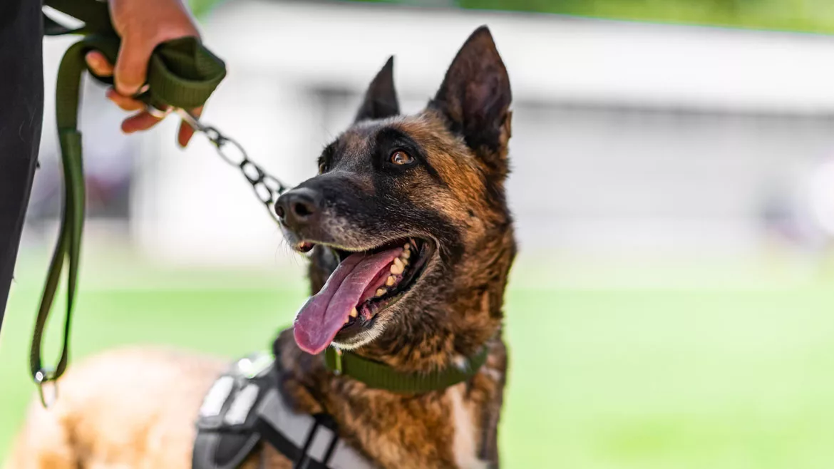 Security dog
