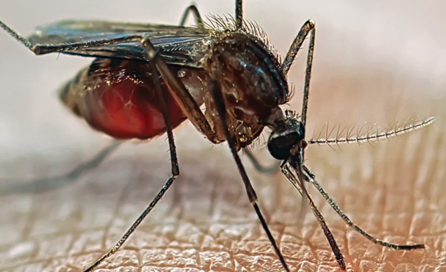 Measuring the Zika Virus's International Security Implications 