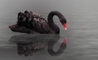 Why Do So Many Focus on Black Swans?