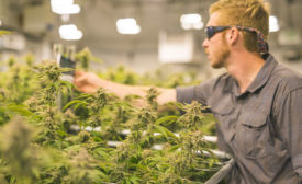Facing Compliance Challenges, Surveillance Proves Essential to Cannabis Industry Success - Security Magazine