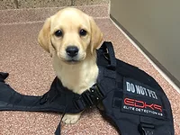 EDK9-Puppy-Reece.jpg EDK9