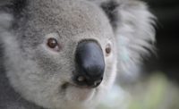 koala facial recognition security technology