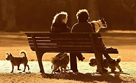 City of Katy Texas installs video surveillance to deal with dog abandonment at its City Dog Park