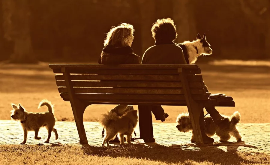 City of Katy Texas installs video surveillance to deal with dog abandonment at its City Dog Park