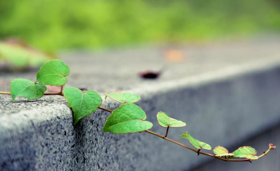 SFA State University earns international IACLEA accreditation